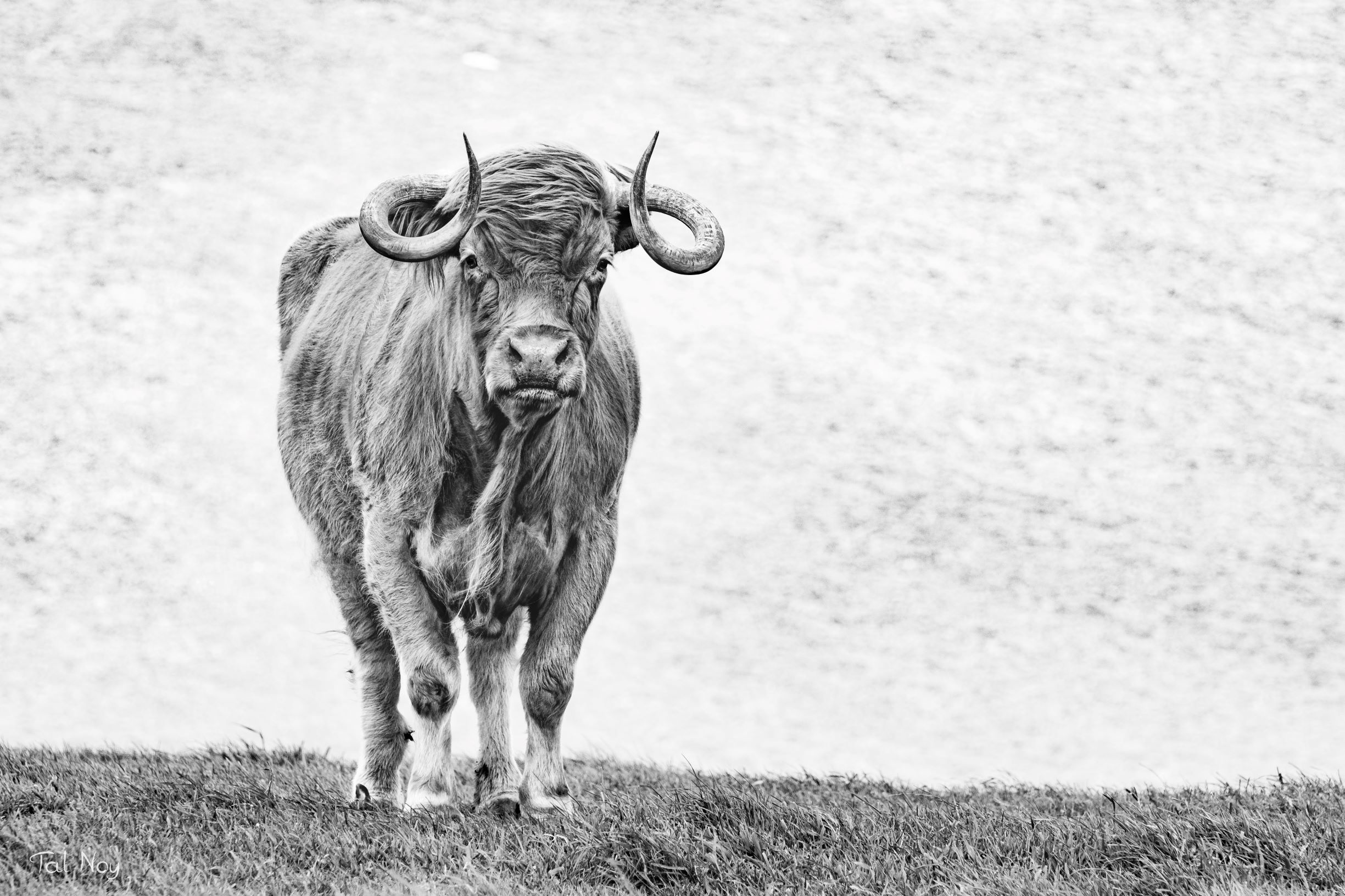 Black and white portrait of a bull on New Zealand's South Island, looking straight at the camera
